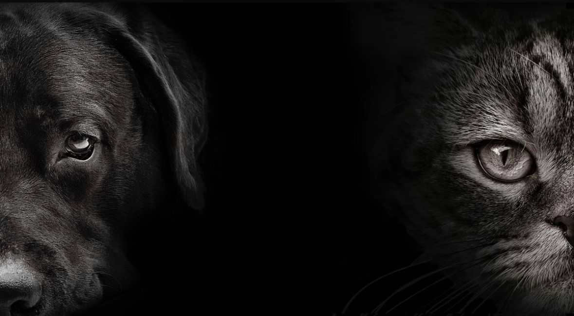 Sevimli köpek ve kedi