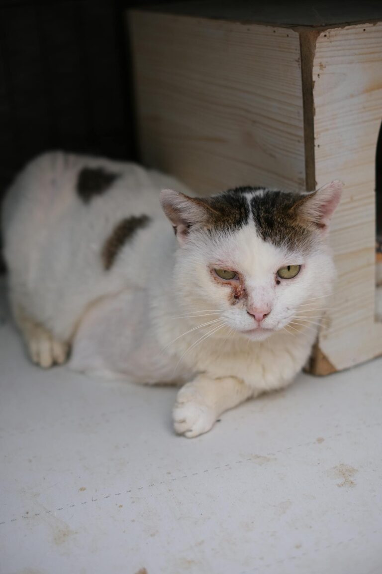 A distressed white cat with injuries rests beside a wooden shelter box.
