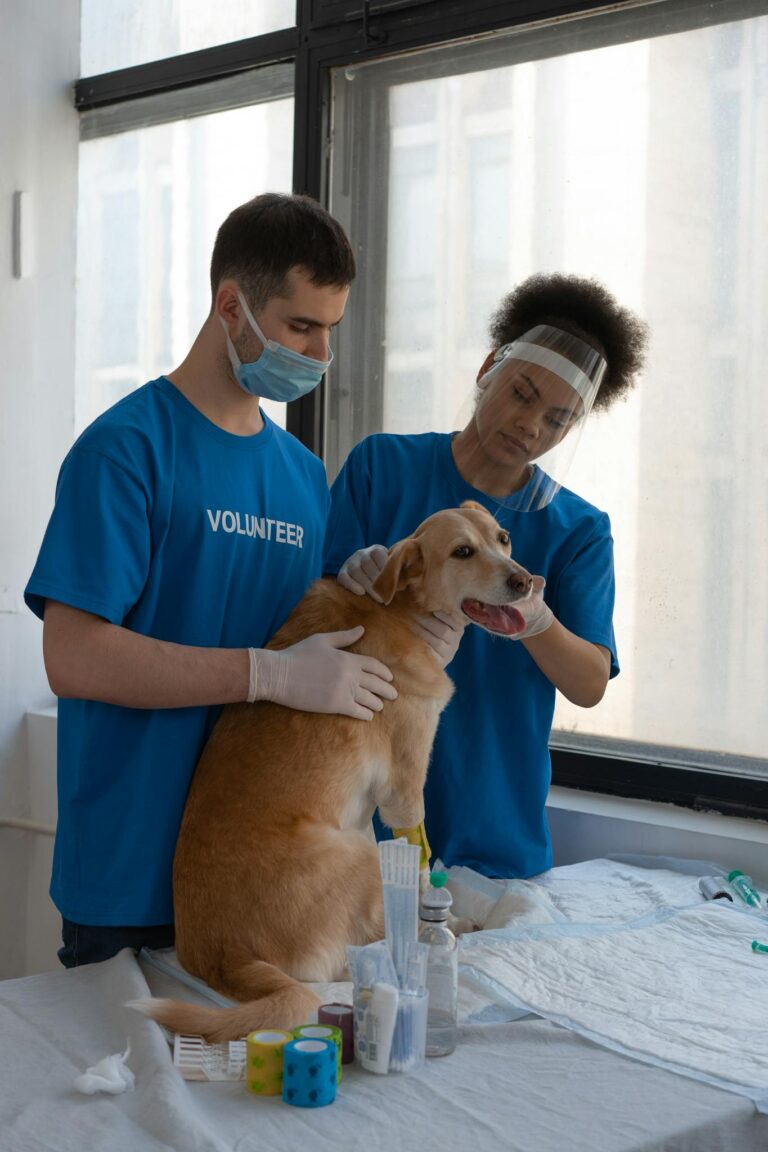 Two volunteers assist a dog at a veterinary clinic, showcasing animal care and teamwork.