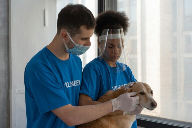 Volunteers in blue shirts providing care to a brown dog indoors, wearing masks and face shields.